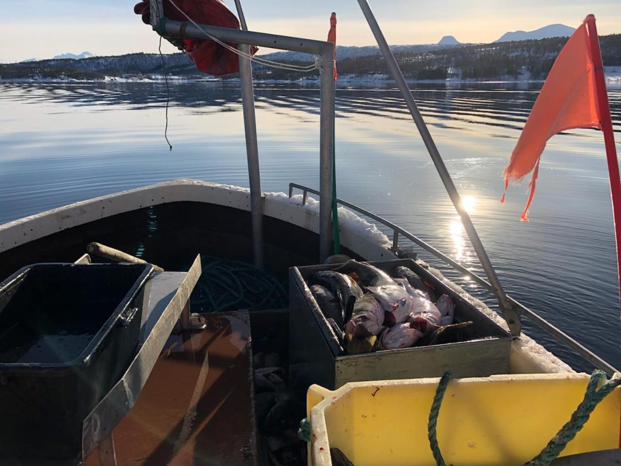 Malangen Arctic Sealodge 10 Holiday home *